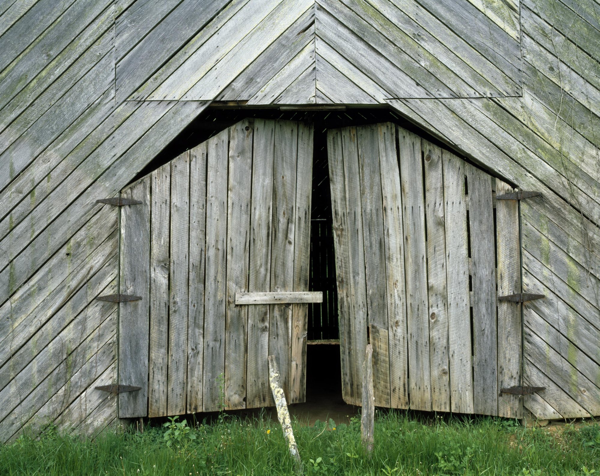 Forecasts in the Age of Kudzu