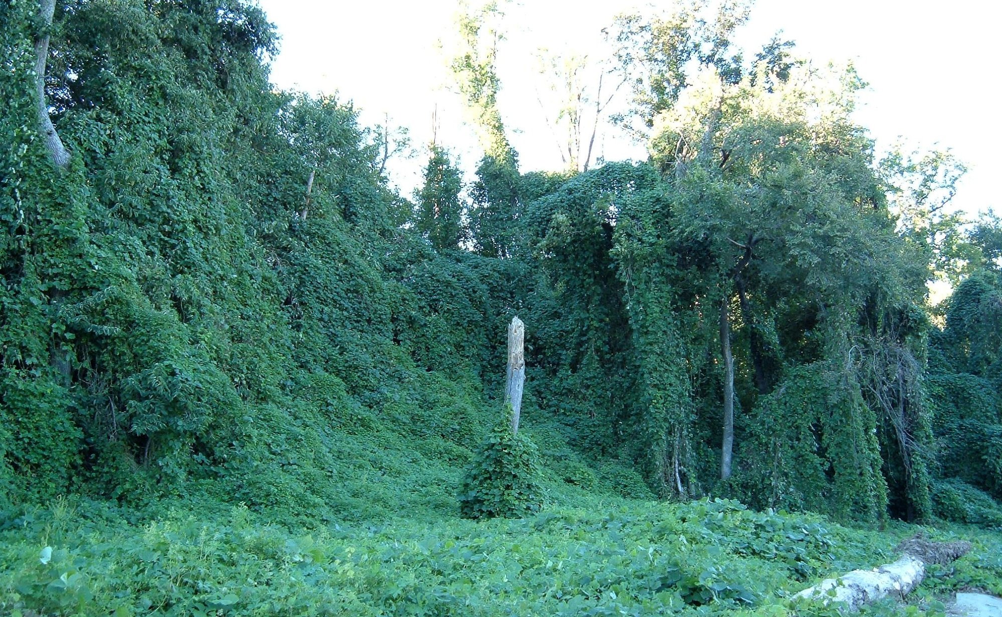 What the Kudzu Knows