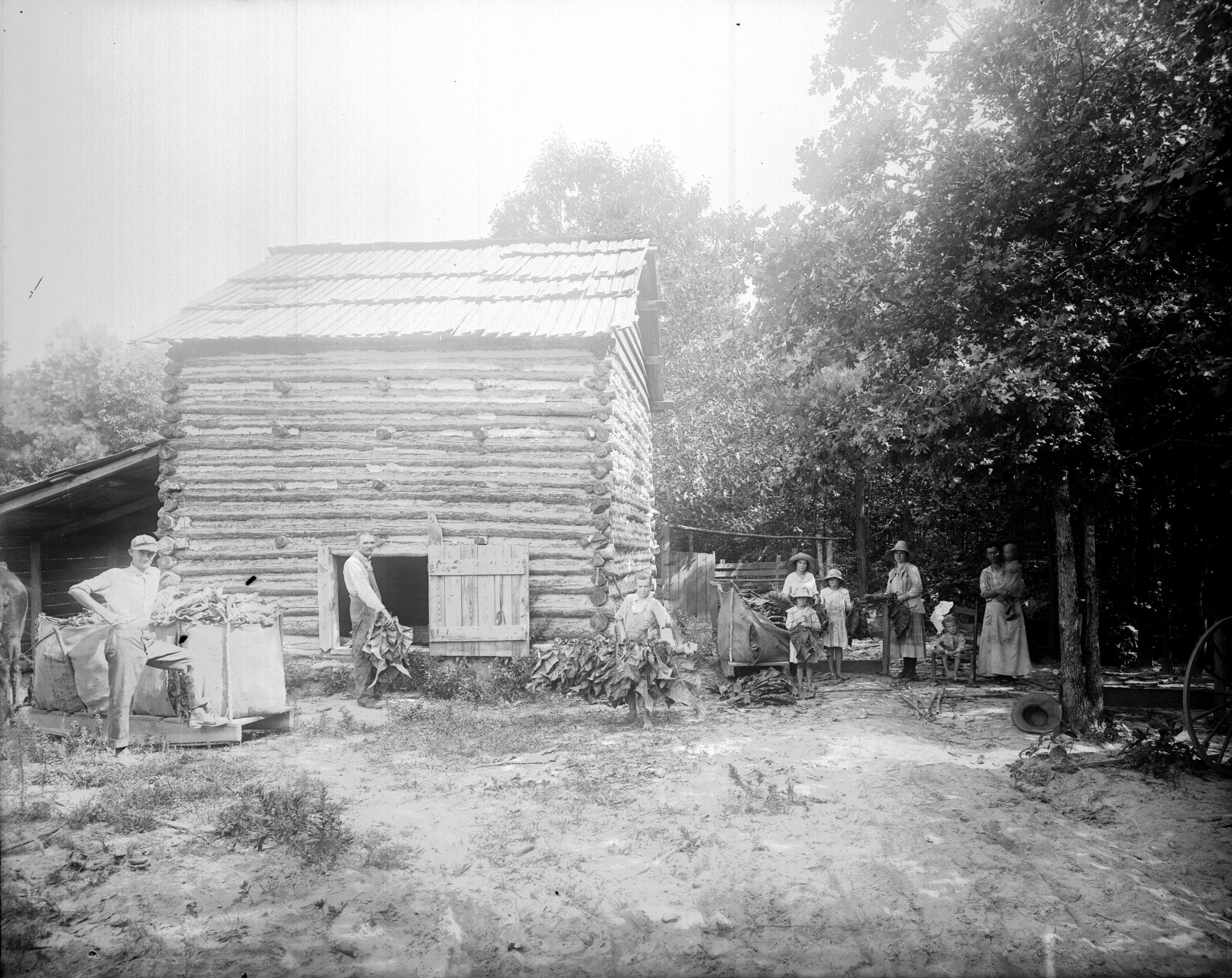 Tobacco curing, c.1900. It doesn't grow here like it used to. Neither do the stories. But both leave a stain.